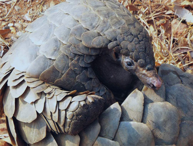 Pangolin keeps your personal information safe and well guarded